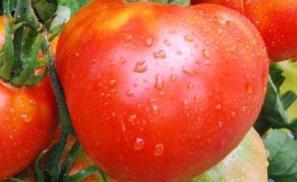 Описание и характеристика сорта томатов космонавт волков