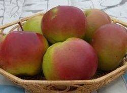 Периодичность плодоношения и урожайность яблони россошанское полосатое, отзывы садоводов