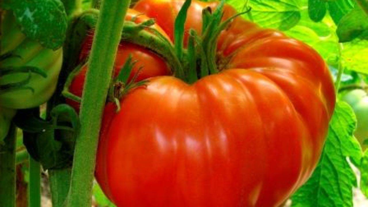 Превосходные урожаи без особых хлопот — томат розовый тарасенко: описание сорта и характеристики