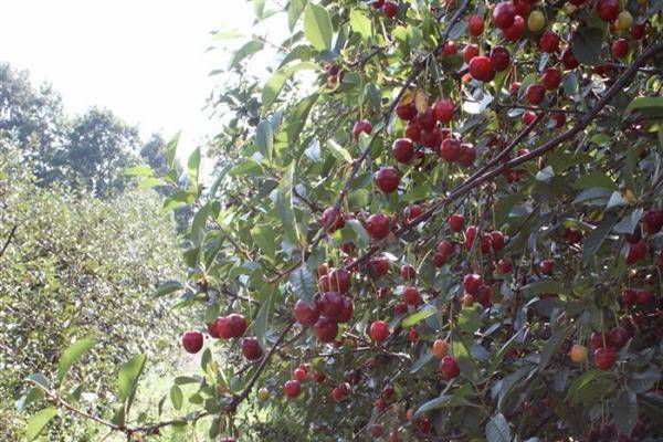 Вишнёвый сад: сорта и виды вишни