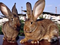 Описание пород кроликов для разведения в домашних условиях