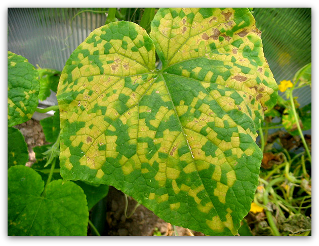 На листьях огурцов желтые пятна: причины и лечение