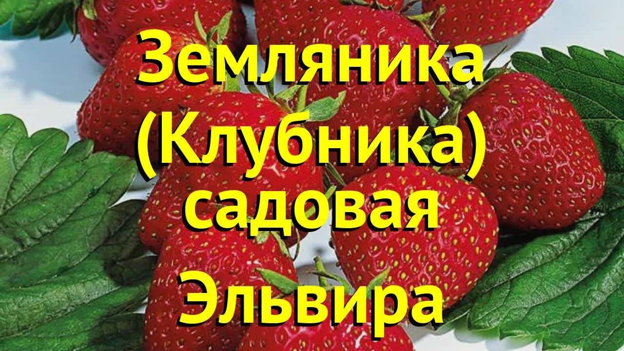 Клубника дарселект: подробная характеристика крупноплодного сорта и особенности выращивания хорошего урожая