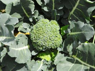 Выбираем лучший сорт капусты брокколи — источника витаминов на вашем столе