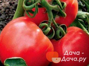 Томат флорида (f1): описание помидоров, его плюсы и минусы, секреты успешного выращивания, сорт-тезка флорида петит