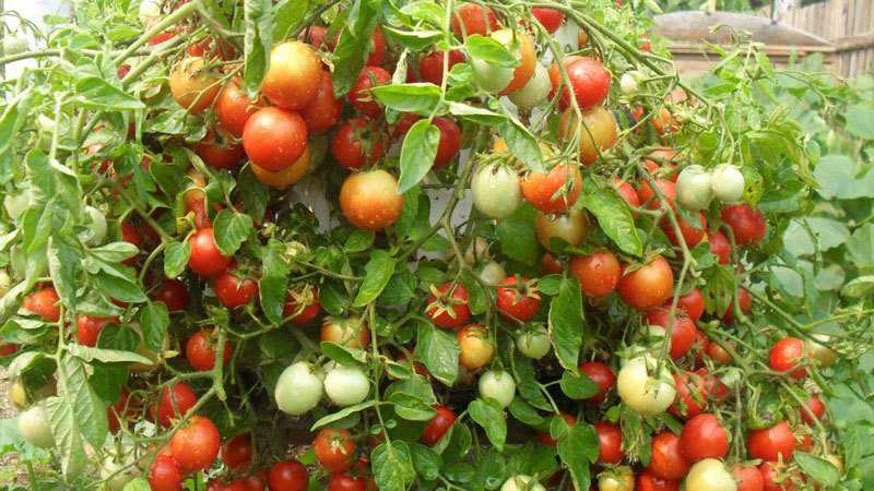 Сибирский сорт томата «метелица»: фото, отзывы, описание, характеристика, урожайность, видео