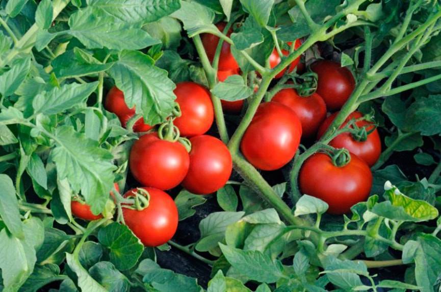 Лучшие сорта помидоров черри и рекомендации по выращиванию