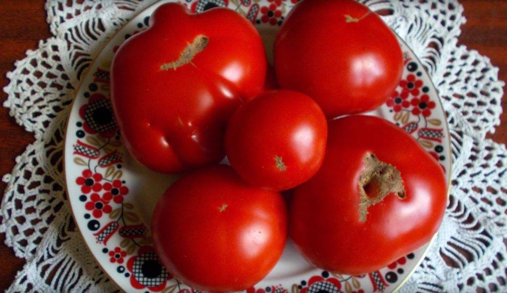 Характеристика и описание сорта томата Подснежник, его урожайность