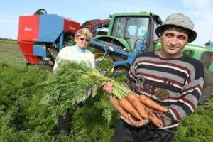 Как обработать морковь керосином от сорняков