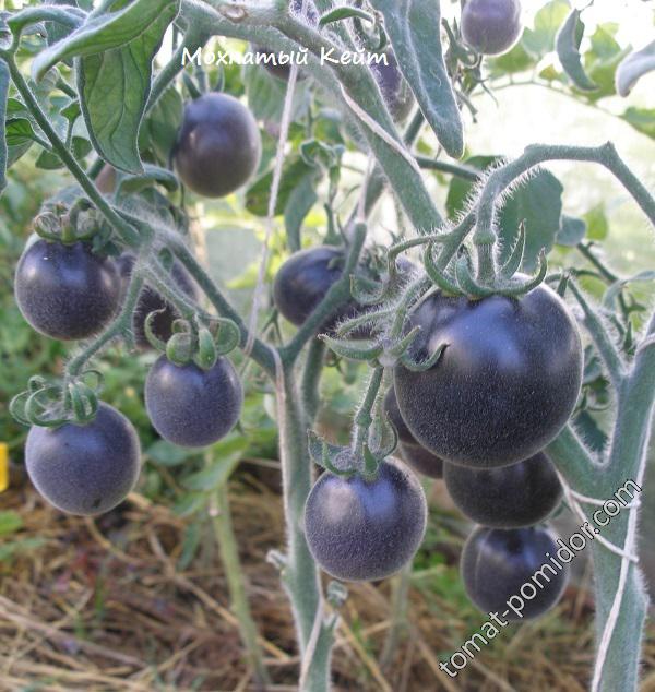 Полюбившийся большинству дачников — томат иваныч f1: описание сорта и характеристики