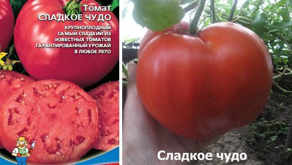Характеристика и описание сорта томата сладкий поцелуй, его урожайность