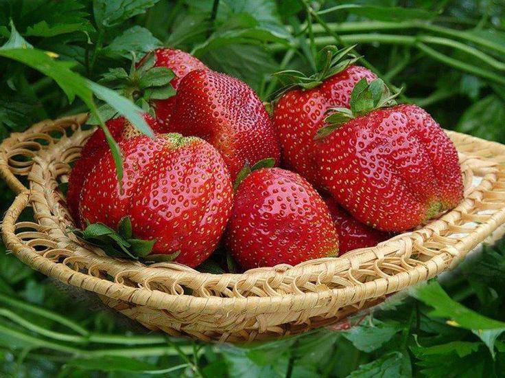 Клубника «флоренс» — описание сорта, агротехника выращивания, ухода и посадки ягоды в открытом грунте (фото)