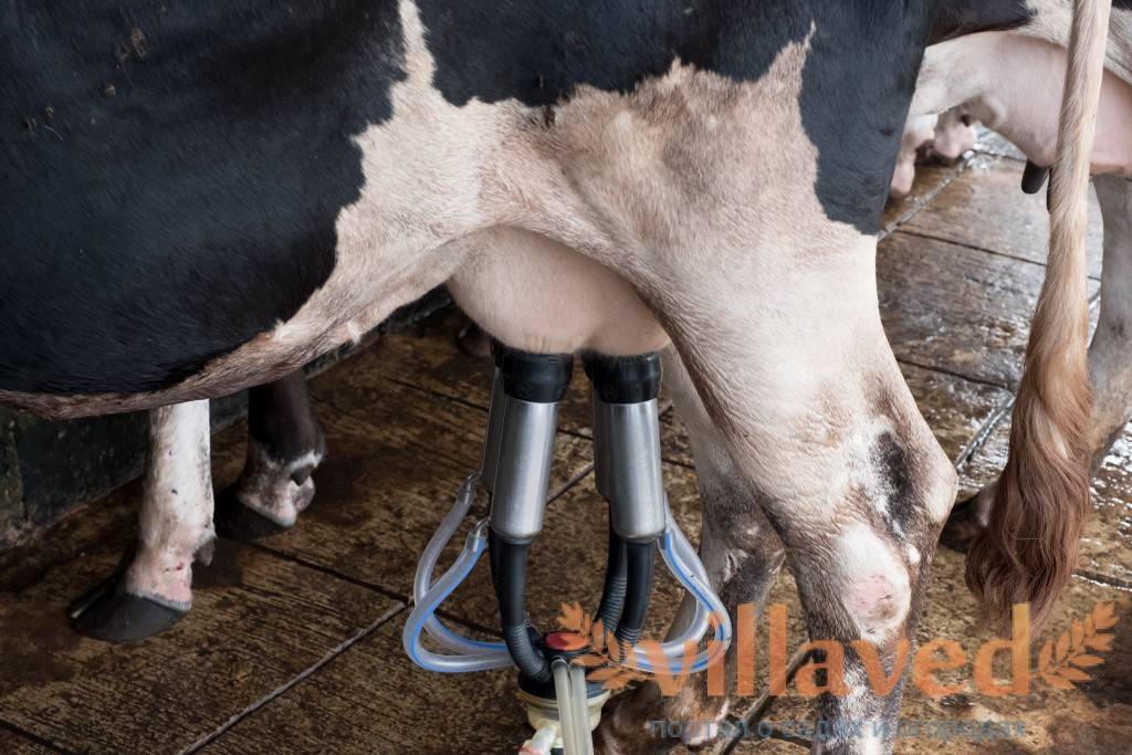 Болезни вымени у коров: их симптомы и лечение