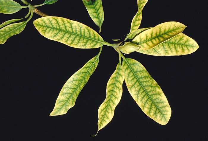Спасаем клеродендрум: почему желтеют листья и что делать, если они опадают?
