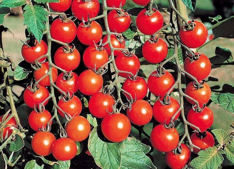 Помидоры для настоящих гурманов — сорт томата «клубничный десерт»: самое полное описание и характеристики вида