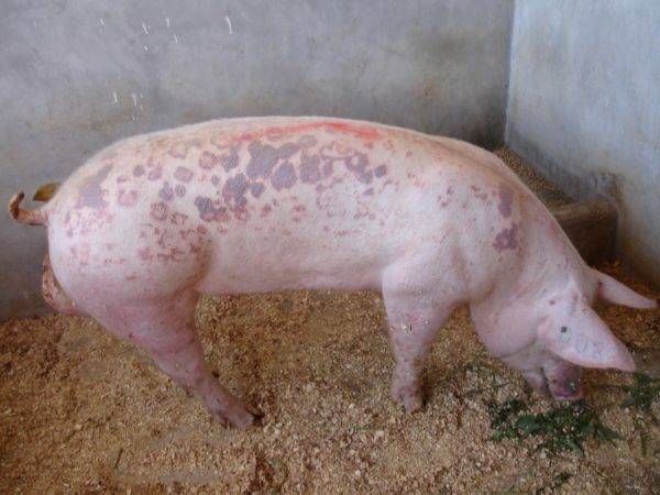 Рожа свиней: характеристика и лечение