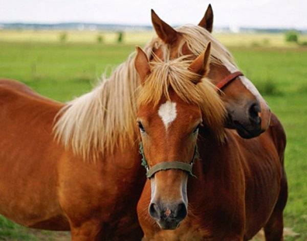 Запрягание лошади ‒ правила и пошаговая инструкция
