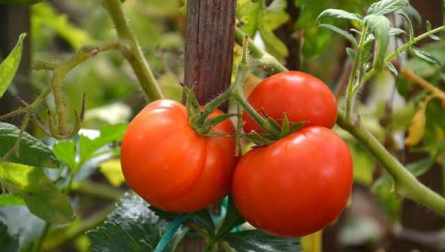 Описание нового раннеспелого сорт томатов «русские купола»