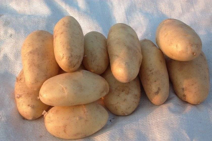 Настоящий, белорусский картофель «лилея»: описание сорта и тактика ухода