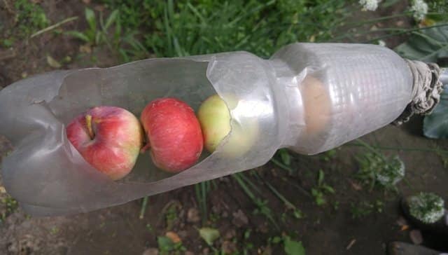 Делаем подпорки для яблони своими руками: лучшие варианты защиты от расщепов