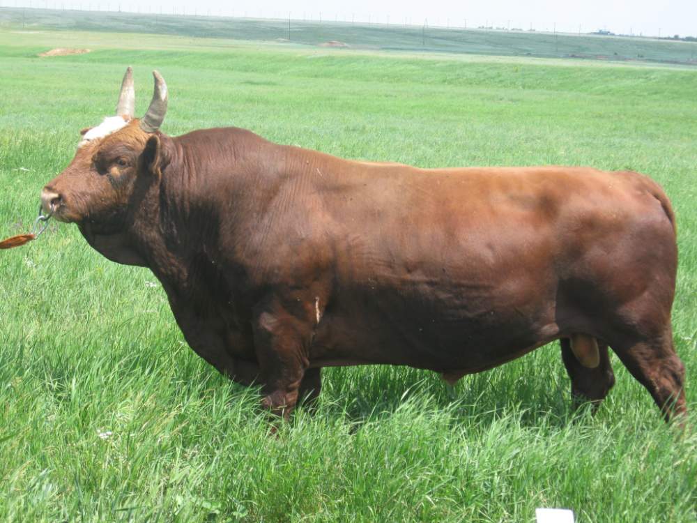 Калмыцкая порода крс: характеристики породы коров