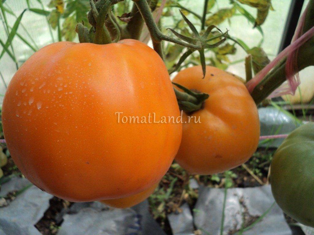 Описание и характеристика сорта томата малиновая сладость f1