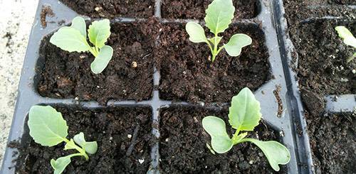 Секреты выращивания цветной капусты в открытом грунте и в теплице