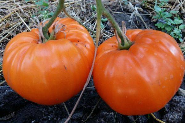 Описание сорта томата белле f1, его характеристики и выращивание