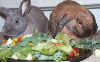 Зерновое меню кроликов: изучаем все аспекты кормления