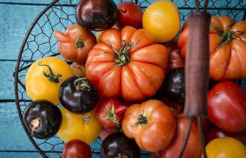 Известные высокоурожайные низкорослые сорта томатов для теплицы