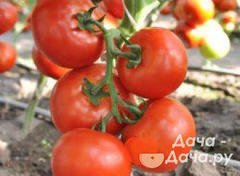 Томат волверин: характеристика и описание сорта, урожайность, фото, отзывы – все о помидорках