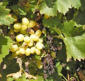 Виноград не плодоносит, что делать. отсутствие цветения и плодов у винограда