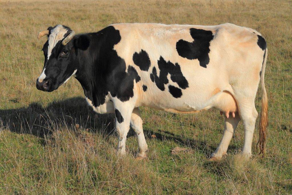 Разновидности бурсита у коровы, причины появления, правила лечения