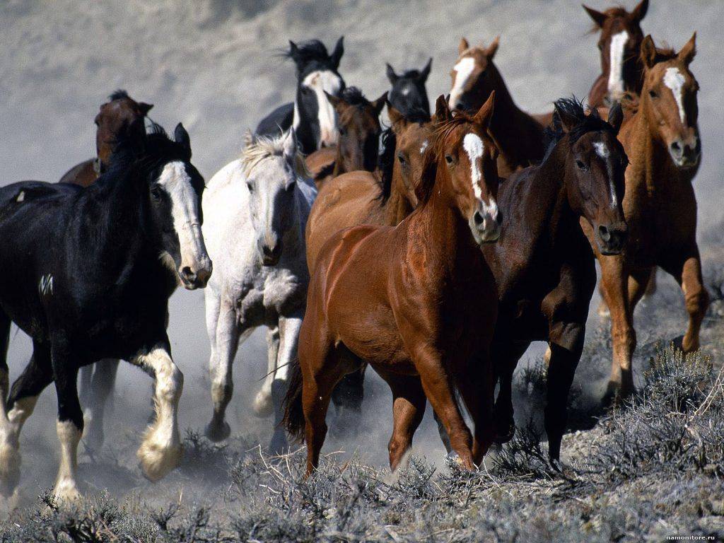Список основных и редких мастей лошадей