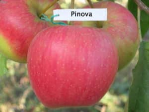 Описание сорта яблони «орловим» с фото и отзывами