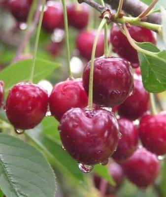 Высокоурожайная вишня молодежная — зимостойкий и крупноплодный сорт