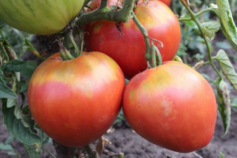 Описание и выращивание томата король гигантов