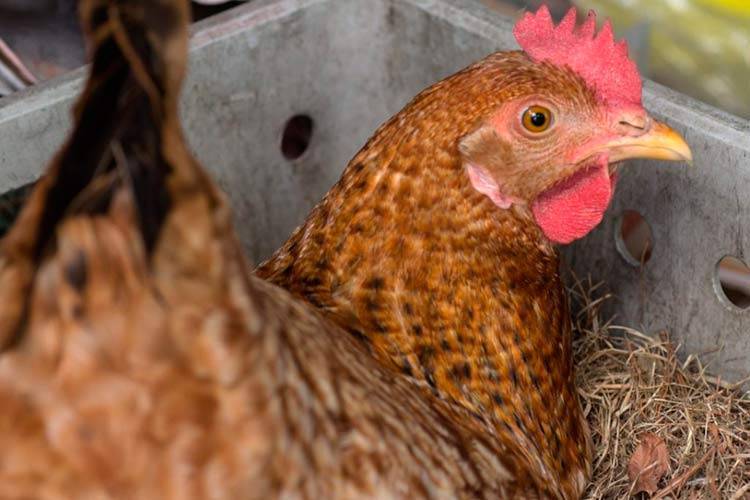 От чего зависит яйценоскость у кур и как ее повысить в домашних условиях