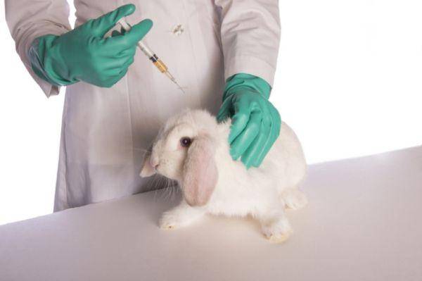 Инструкция по применению стоп кокцида для лечения кроликов, дозировка