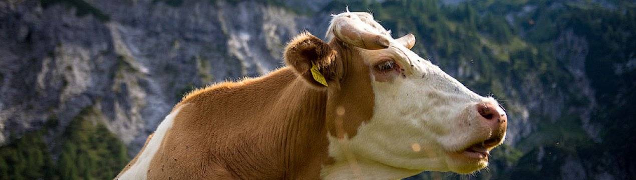 Кровь в молоке у коровы