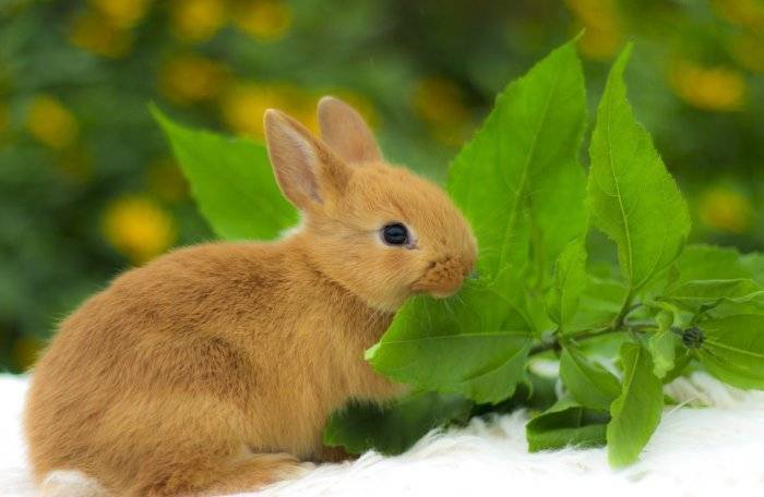 Условия для декоративных кроликов в доме: как кормить