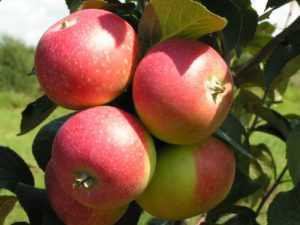 Яблоня изумительное (россошанское вкусное): описание сорта и характеристики