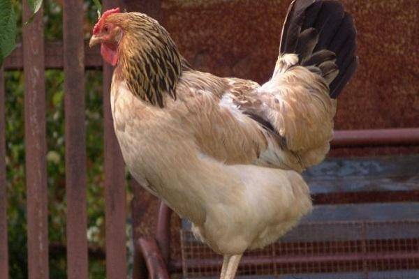 Как определить возраст курицы: возраст кур несушек