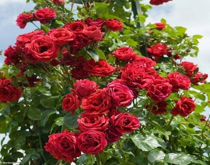 Описание и характеристики плетистой розы сорта Симпатия, посадка и уход