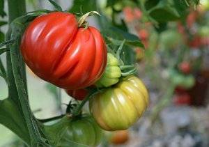Высокоурожайный сорт томатов дамские пальчики