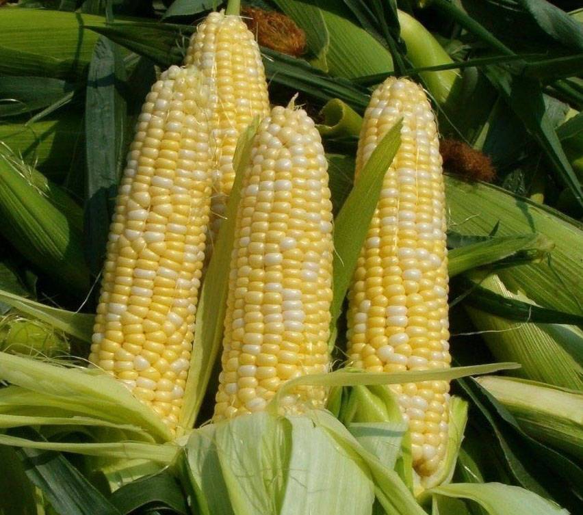Как вырастить кукурузу на даче?