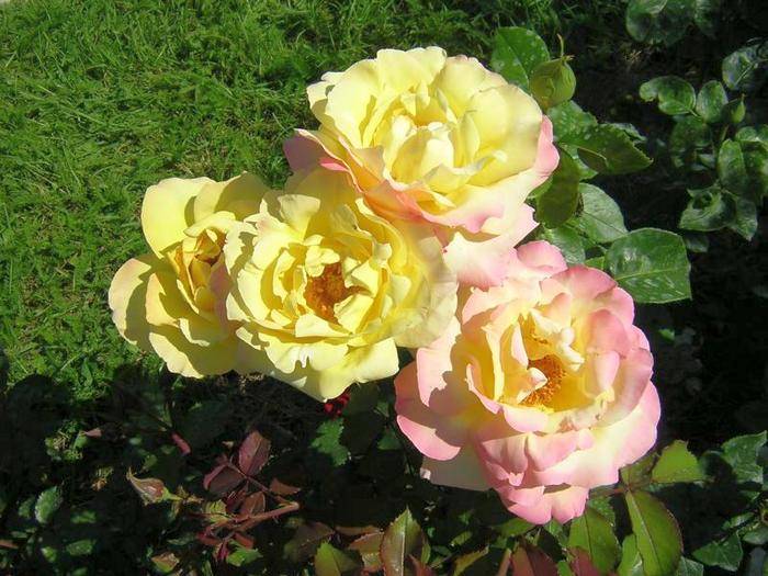 Парковые розы в ландшафтном дизайне: самые красивые сорта, правила посадки и ухода