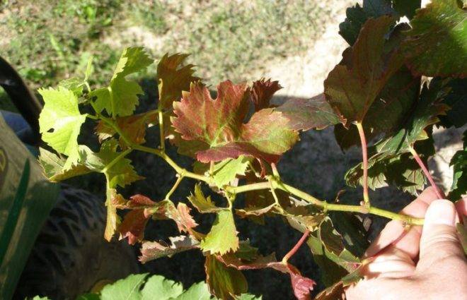 Уход за виноградом весной после зимы: открытие, подвязка, обрезка, обработка, подкормка