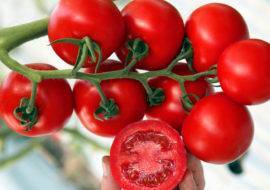 Описание и характеристики сорта томата Валентина, его урожайность