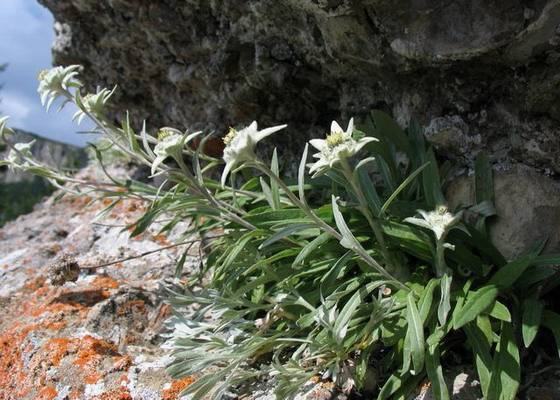 Цветок эдельвейс: выращивание и уход